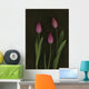 Pink Tulips Wall Mural