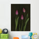 Pink Tulips Wall Mural