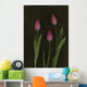Pink Tulips Wall Mural