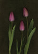 Pink Tulips Wall Mural