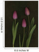 Pink Tulips Wall Mural