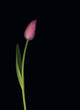 Pink Tulip Wall Mural