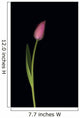 Pink Tulip Wall Mural