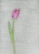 Pink Tulip Wall Mural