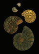 Fossilized Sea And Marine Shells Or Nautilus Wall Mural