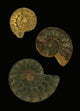 Fossilized Sea And Marine Shells Or Nautilus Wall Mural