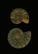 Fossilized Sea And Marine Shells Or Nautilus Wall Mural