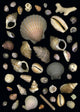 Various Sea Shells Wall Mural