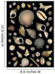 Various Sea Shells Wall Mural