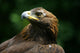 Golden Eagle's Face Wall Mural