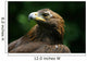 Golden Eagle's Face Wall Mural