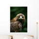 Golden Eagle's Face Wall Mural