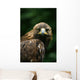 Golden Eagle's Face Wall Mural