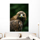 Golden Eagle's Face Wall Mural
