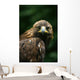 Golden Eagle's Face Wall Mural