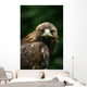 Golden Eagle's Face Wall Mural