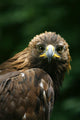 Golden Eagle's Face Wall Mural