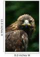 Golden Eagle's Face Wall Mural