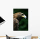 Golden Eagle's Face Wall Mural