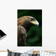 Golden Eagle's Face Wall Mural