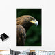Golden Eagle's Face Wall Mural