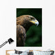 Golden Eagle's Face Wall Mural