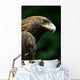 Golden Eagle's Face Wall Mural