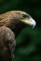 Golden Eagle's Face Wall Mural