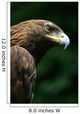 Golden Eagle's Face Wall Mural
