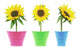 Sunflowers Wall Decal