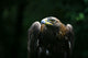 Golden Eagle Wall Mural
