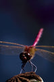 Close Up Of A Dragonfly Wall Mural