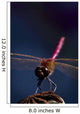Close Up Of A Dragonfly Wall Mural