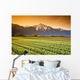 Tulip Cultivation, British Columbia, Canada Wall Mural