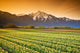 Tulip Cultivation, British Columbia, Canada Wall Mural
