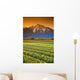 Tulip Cultivation, British Columbia, Canada Wall Mural