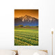 Tulip Cultivation, British Columbia, Canada Wall Mural