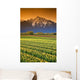Tulip Cultivation, British Columbia, Canada Wall Mural