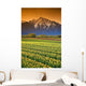 Tulip Cultivation, British Columbia, Canada Wall Mural