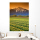 Tulip Cultivation, British Columbia, Canada Wall Mural