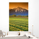 Tulip Cultivation, British Columbia, Canada Wall Mural