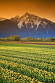 Tulip Cultivation, British Columbia, Canada Wall Mural