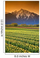 Tulip Cultivation, British Columbia, Canada Wall Mural