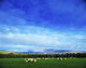 Sheep Grazing In Field Wall Mural