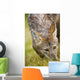Coyote In Grass Wall Mural