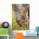 Coyote In Grass Wall Mural