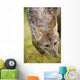 Coyote In Grass Wall Mural