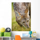 Coyote In Grass Wall Mural