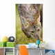 Coyote In Grass Wall Mural