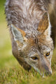 Coyote In Grass Wall Mural